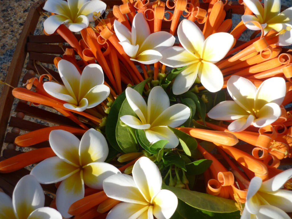 Web frangipani